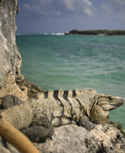 Cancun et ses parcs naturels