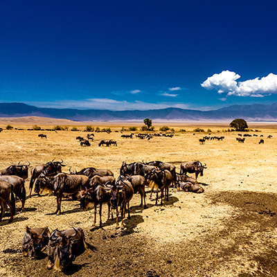 Partir à la découverte de l'Afrique